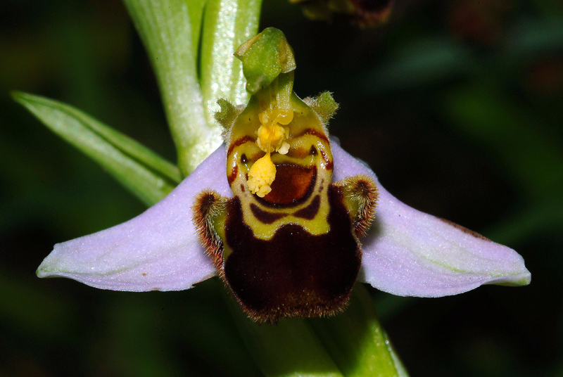 Conferma Ophrys apifera Hudson 14-05-10